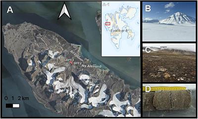 Permafrost Active Layer Microbes From Ny Ålesund, Svalbard (79°N) Show Autotrophic and Heterotrophic Metabolisms With Diverse Carbon-Degrading Enzymes